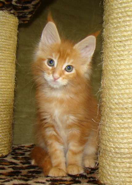     Catsvill County!   !    !       !!!    Catsvill County +7-926-544-74-09     .   ,   ,   ,    ,   ,  ,     ,   -,    ,   !